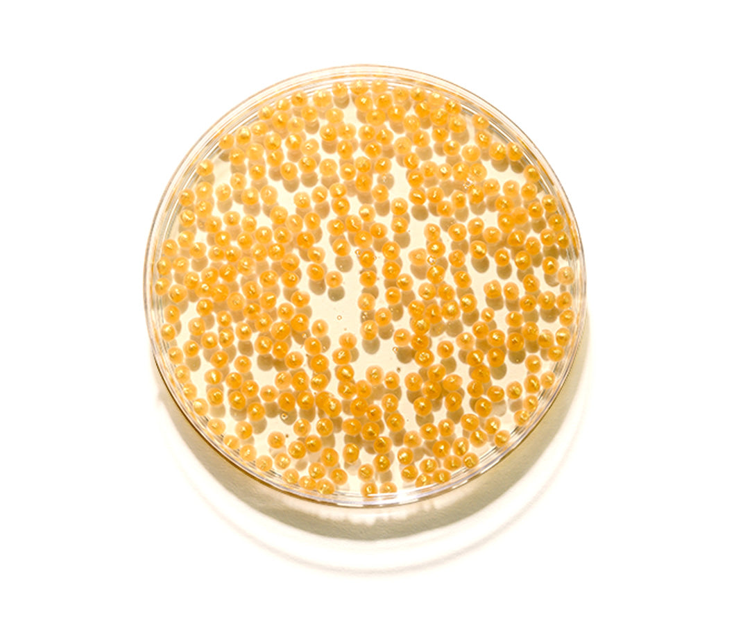 Amber retinol beads in a petri dish.